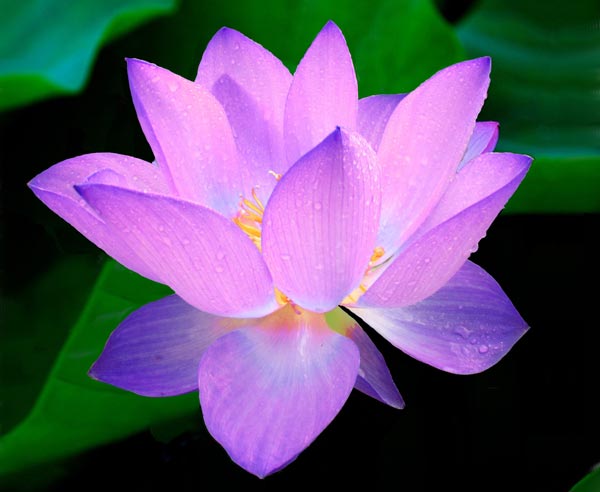 What Is The Meaning Of Lotus Flower In Buddhism? A Zen Hut